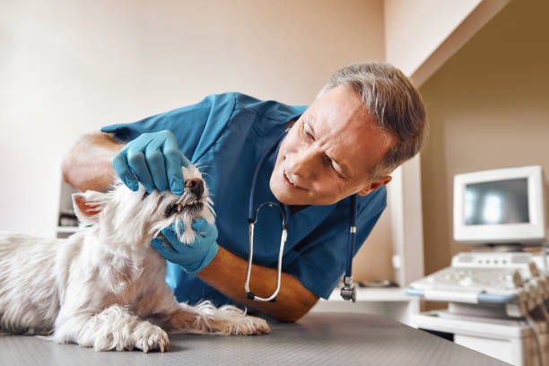 Best Walk-In Emergency Dentist in Macopin, NJ